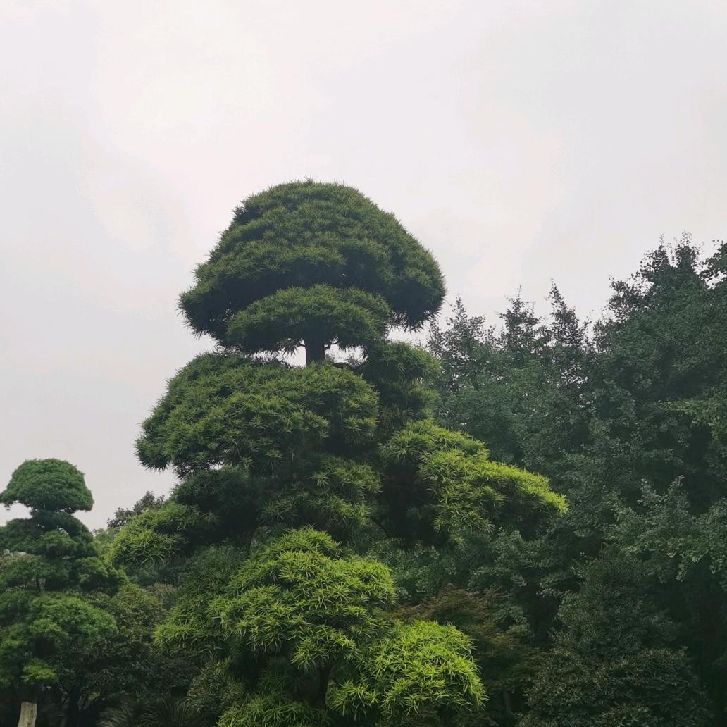 烟花