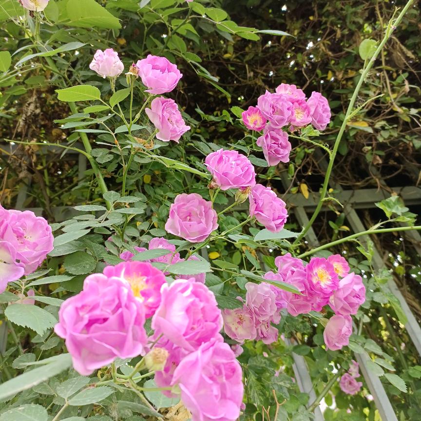 河东狮吼