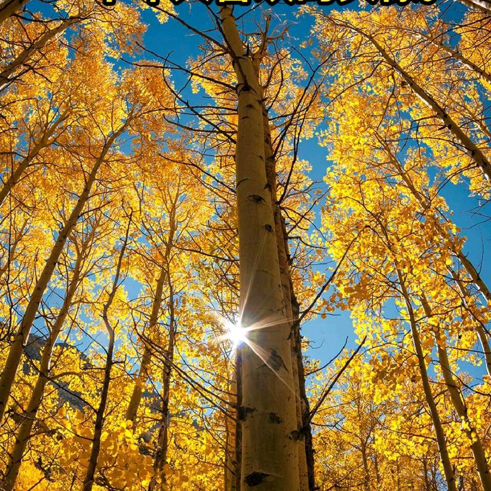 @追梦🌹🌹幸福的春天