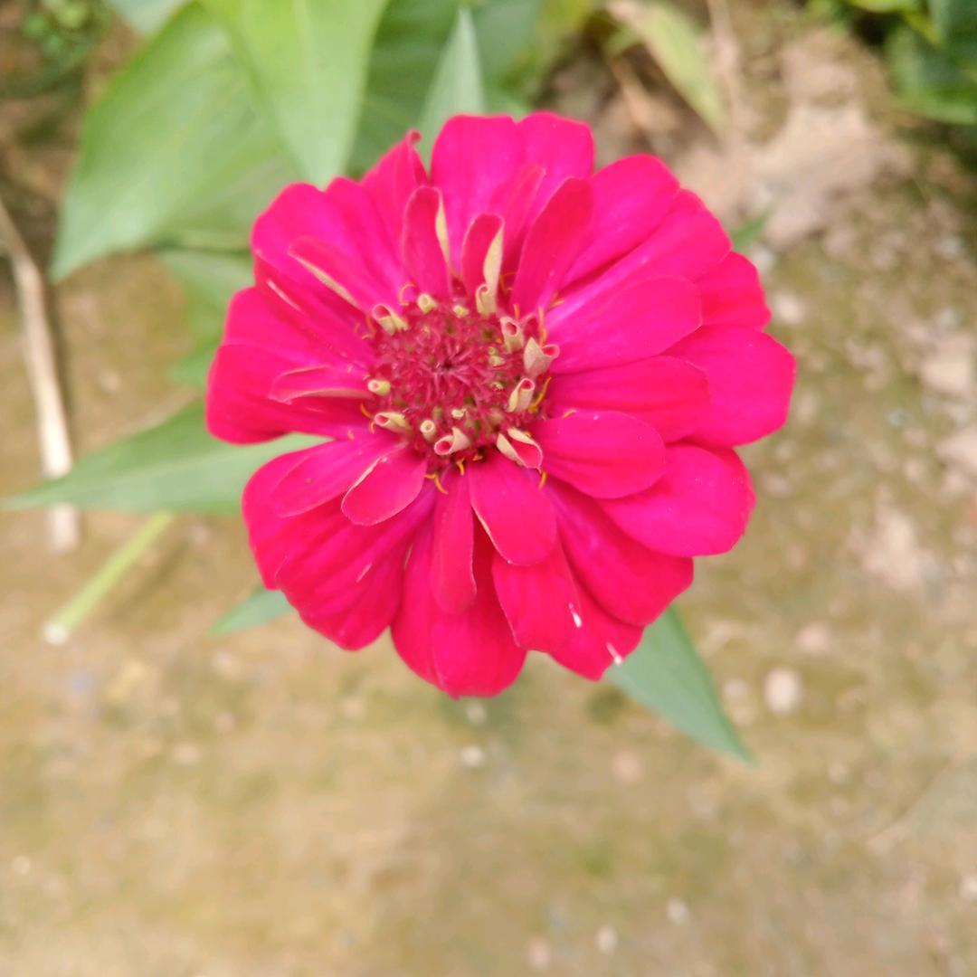 陈俊奇