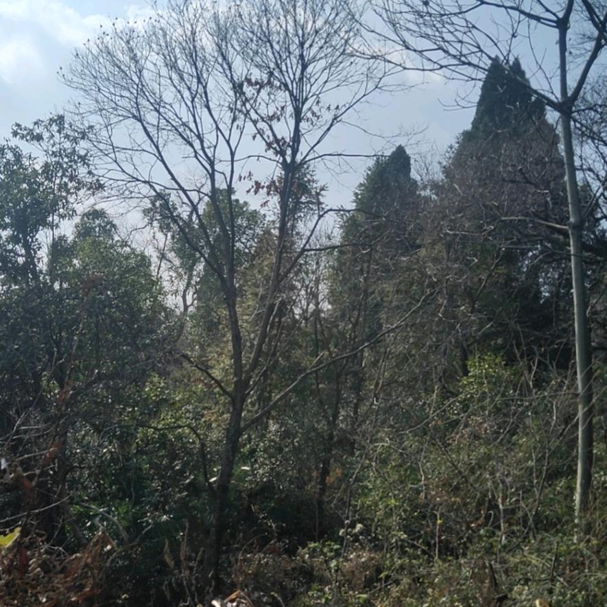 一代宗师黄诗斌