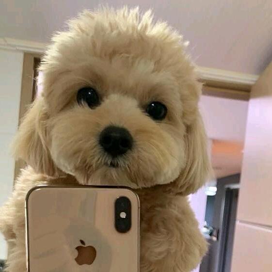 楊毅鹏