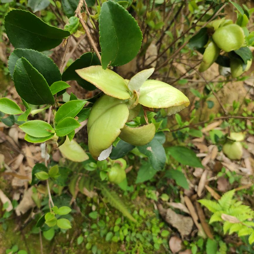 陈杰