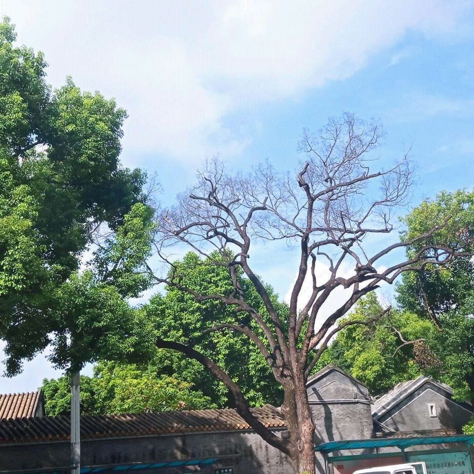 枯树人家