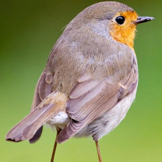 I'm a fan on a Satur