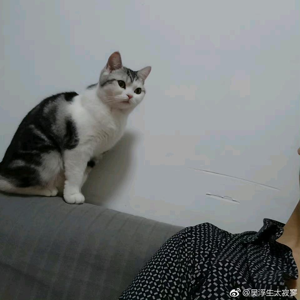 dj猫