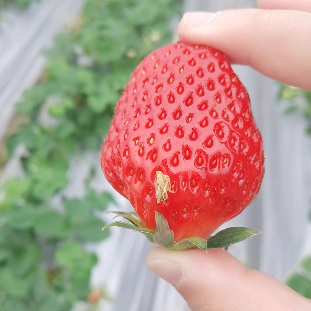 草莓草莓