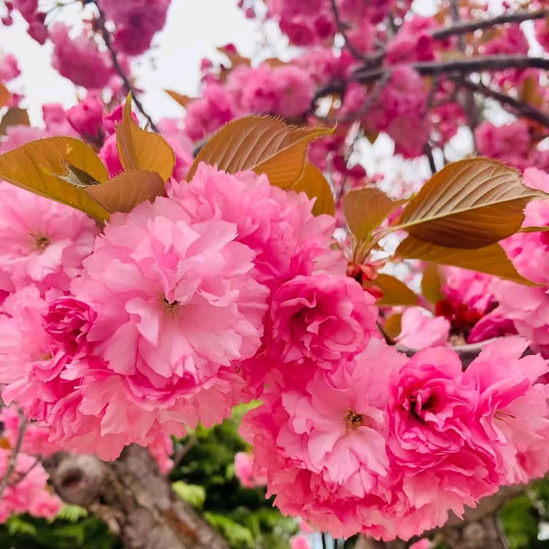 大树底下好乘凉