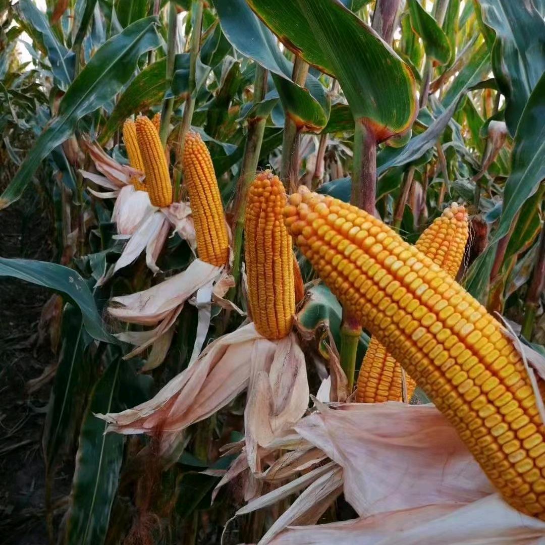 讷河市丰玉种业