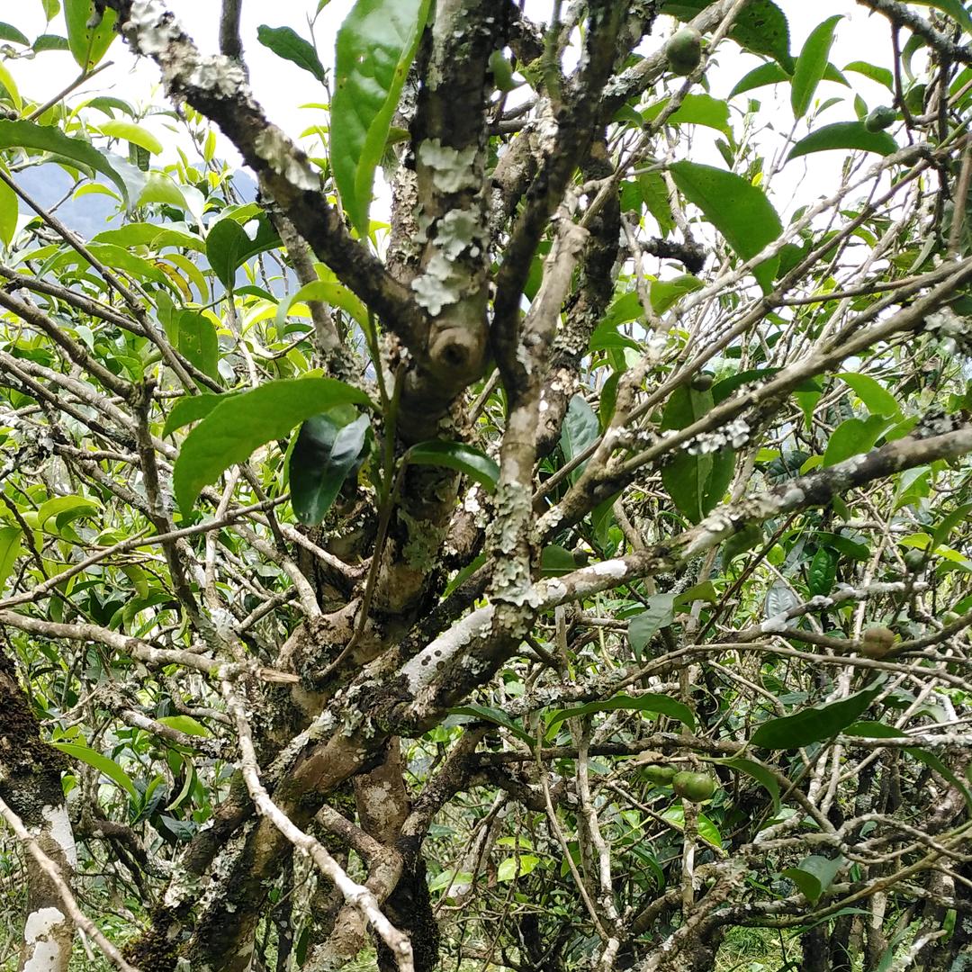 茶农