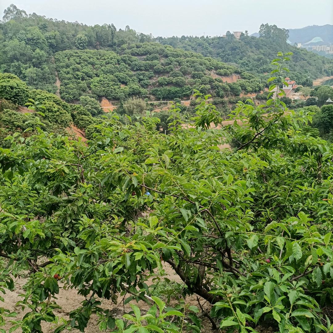好运来