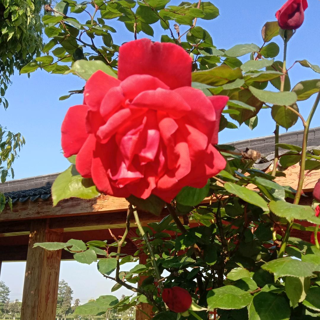 💋懂得珍惜才配拥有基诺～周家小妹
