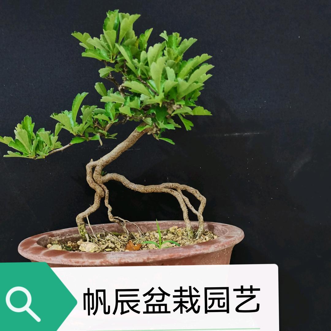 帆辰盆栽园艺