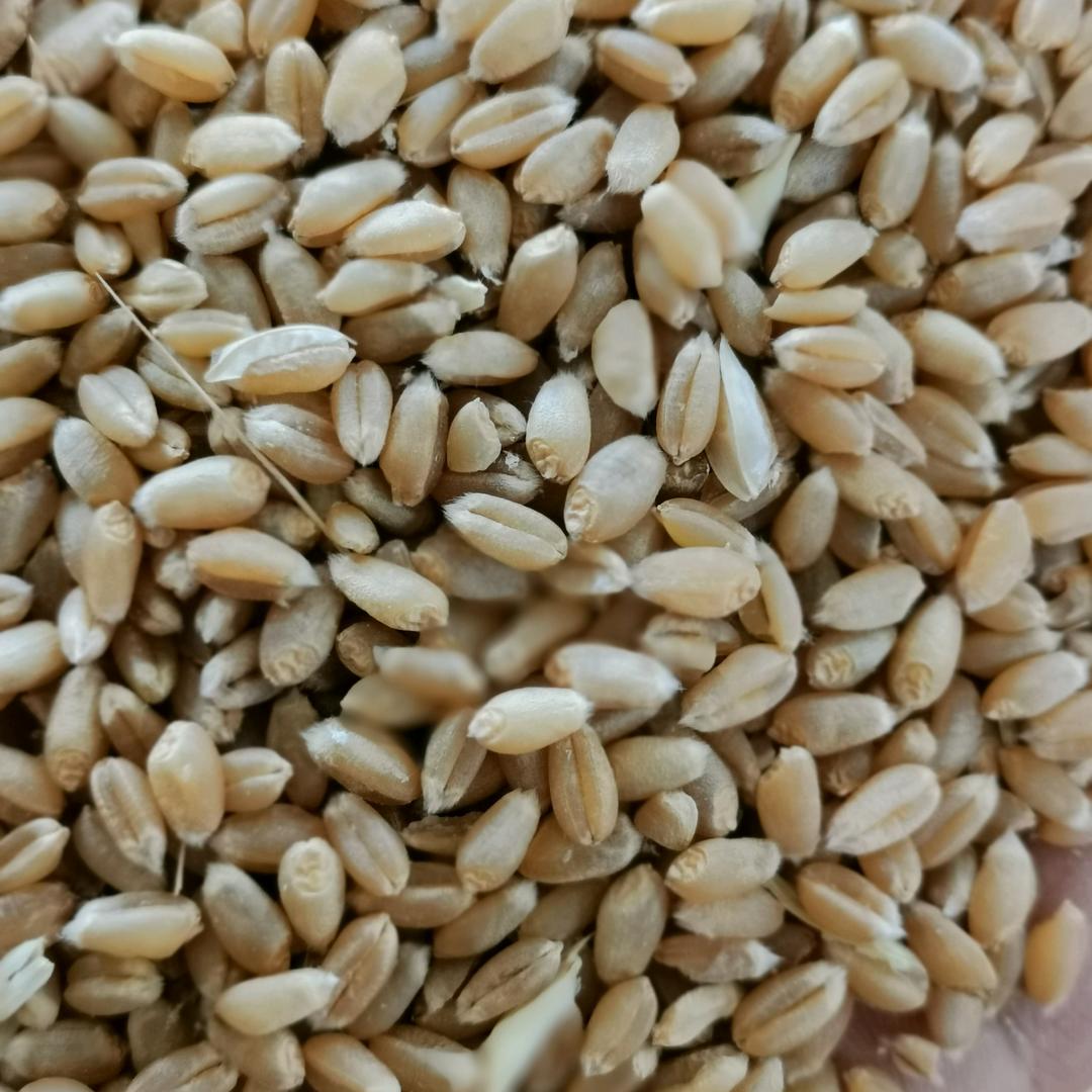 粮食搬运工小杜