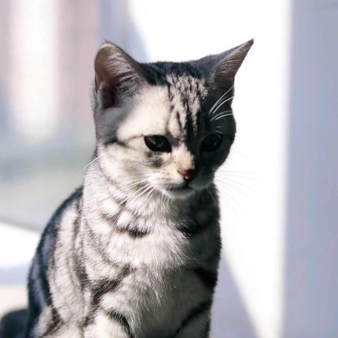 鼓捣猫呢🐱