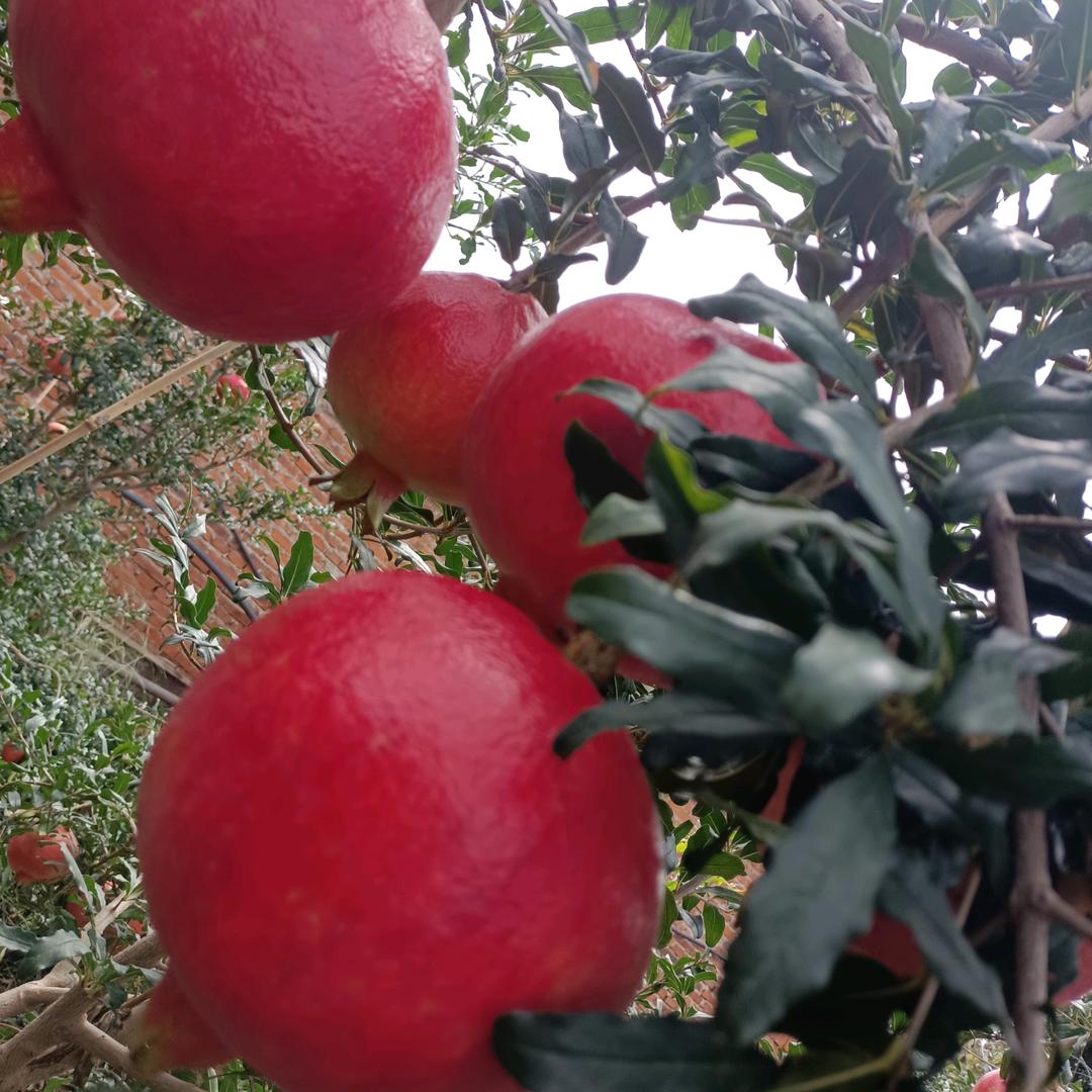 用户2262601986804梦若初夏