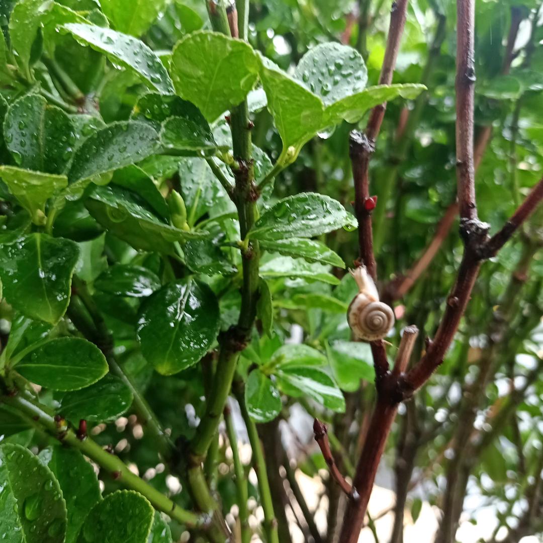 水是雪的回忆z5668426884