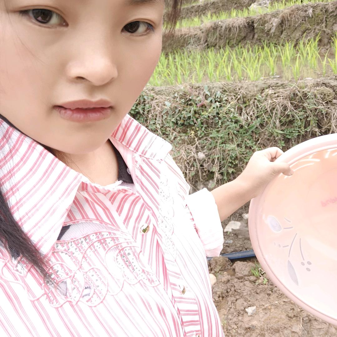 会日白+慧日白