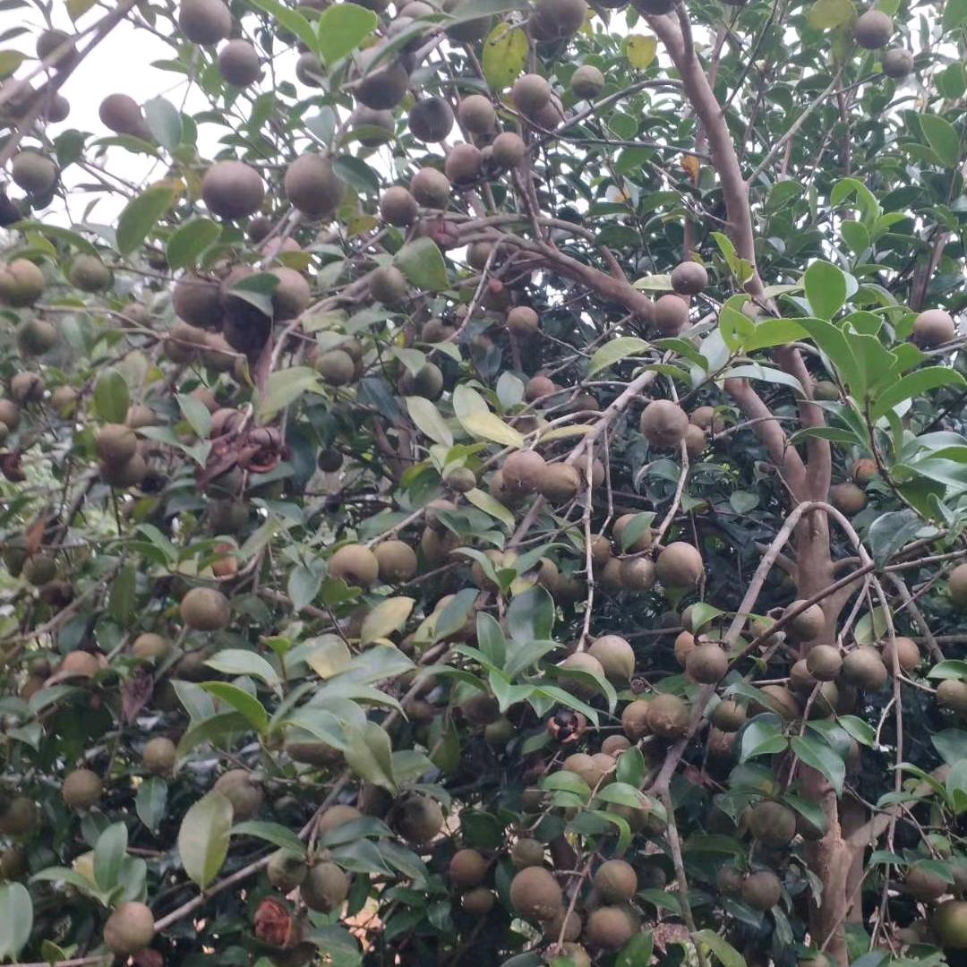 三里洋渡卖鱼妹