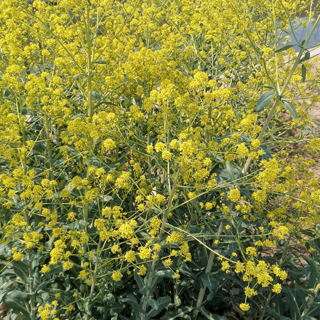 粗粮