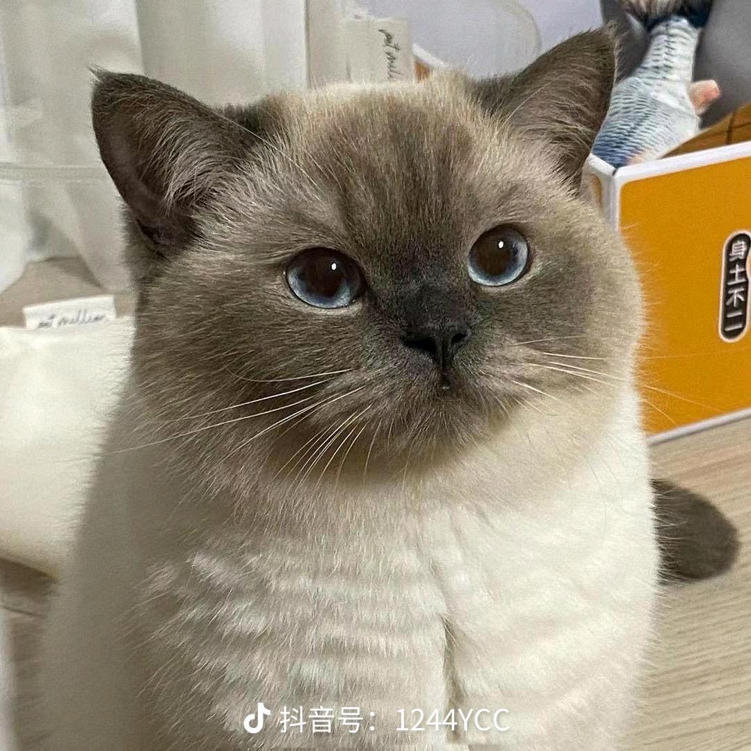 花落丶雨殇