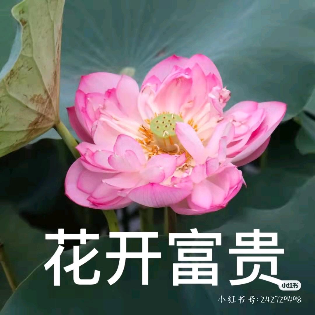 草莓牛奶