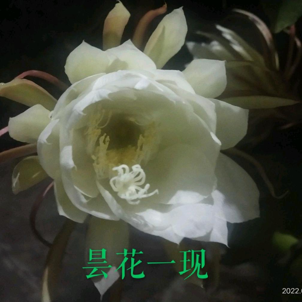 昙花一现