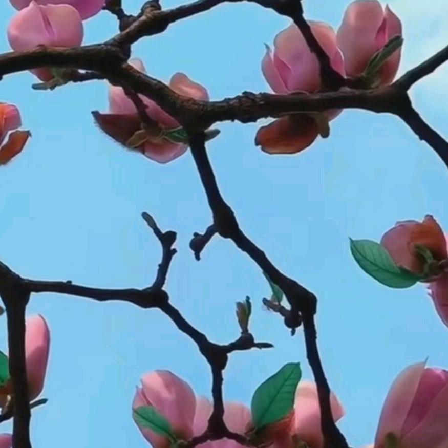 花儿