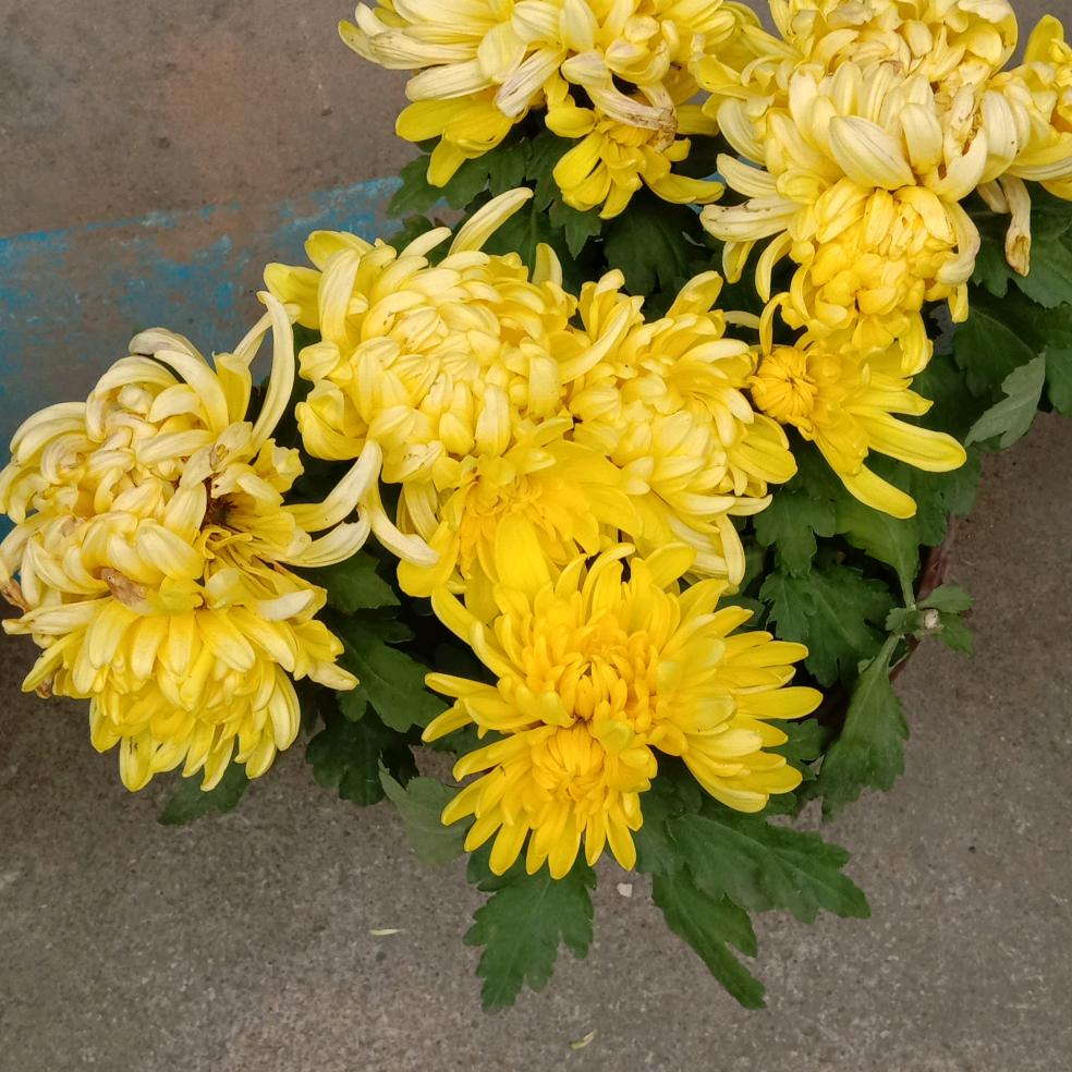 尽在不言中周周