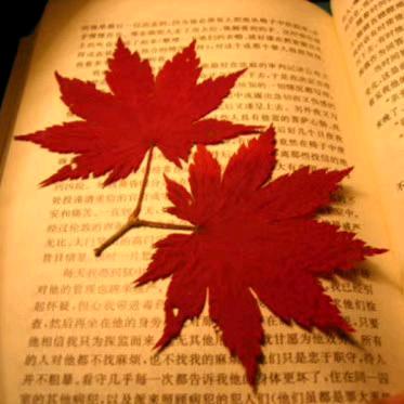 桂匪 1 哥