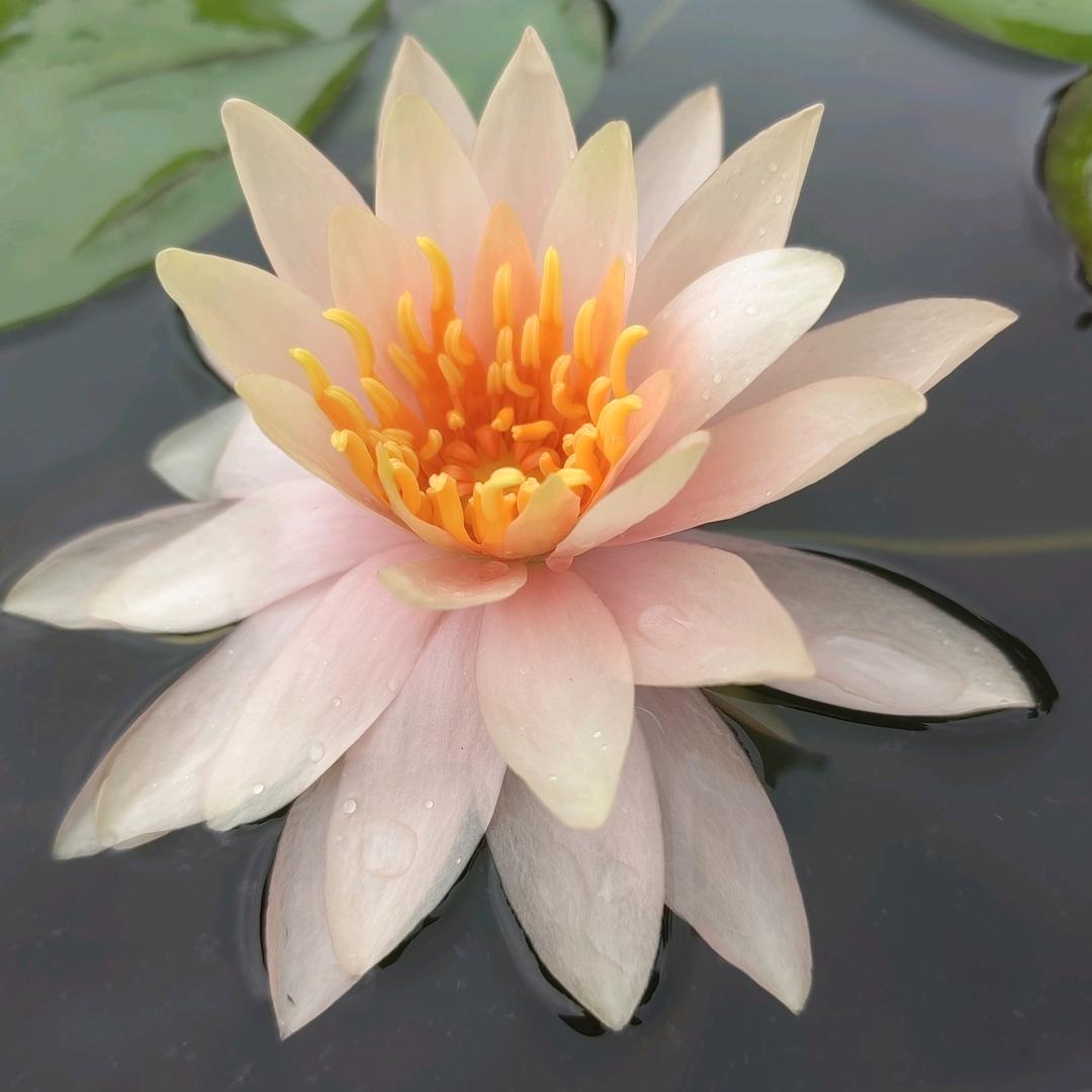xiaoxiao