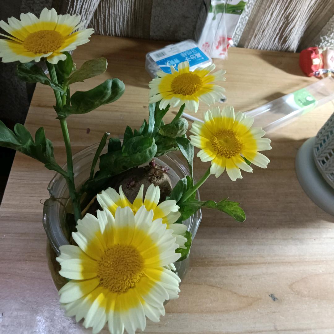 我陪你一起可可爱爱