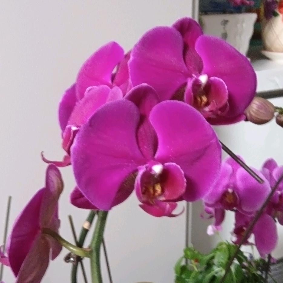 夕阳💐