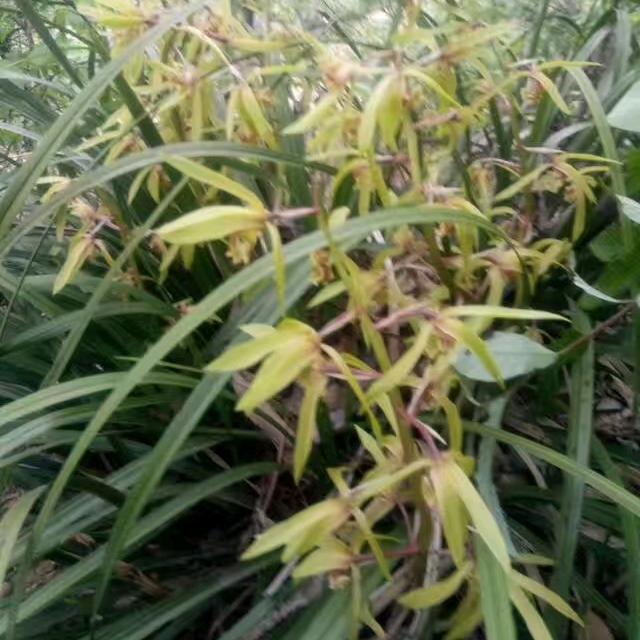 翱翔的鸟