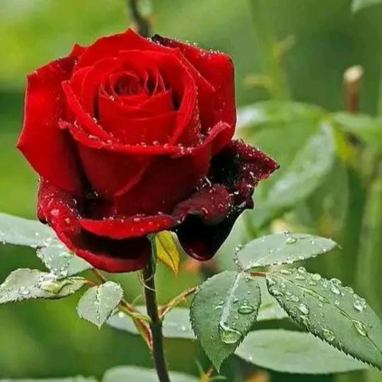 带刺玫瑰🌹