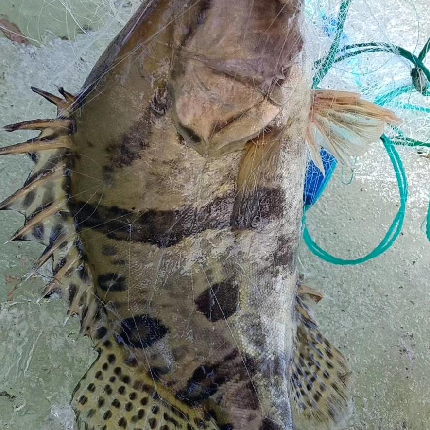 抚远乌苏里江鱼