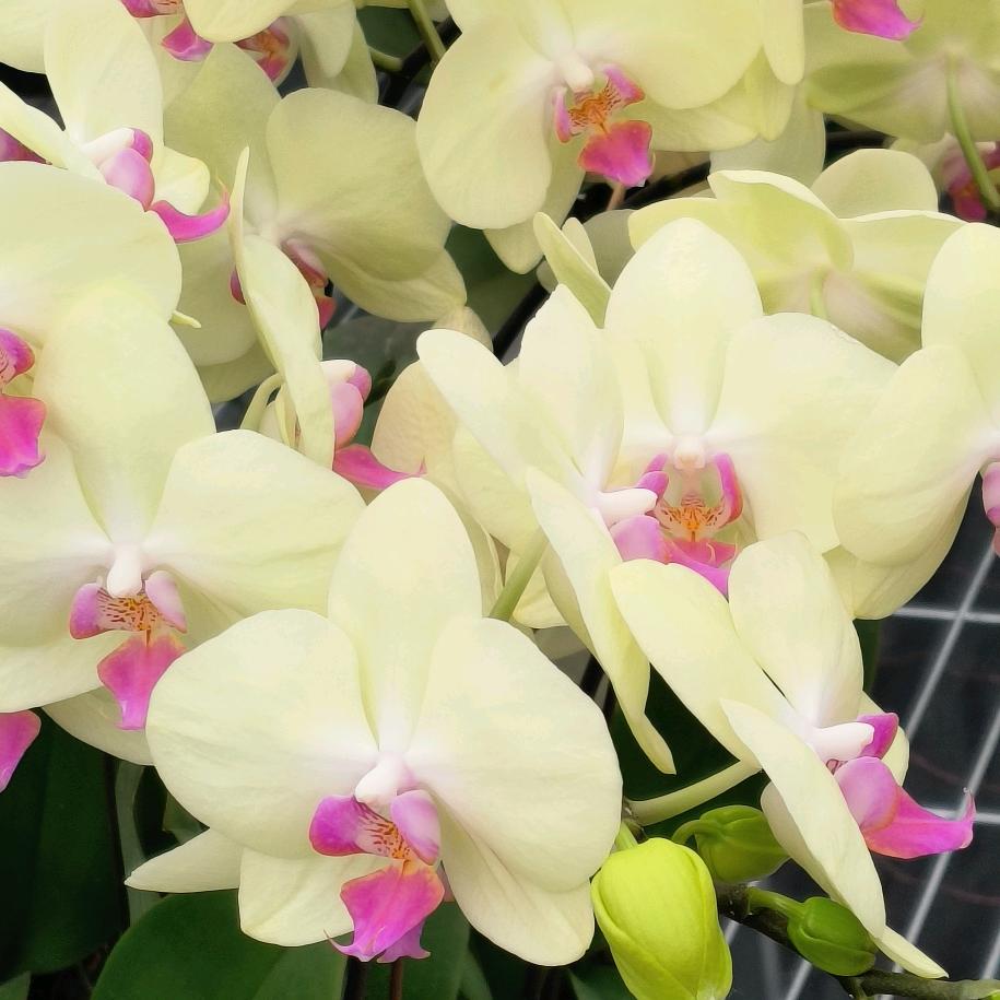 🦋🥀ঞ霞💞࿐