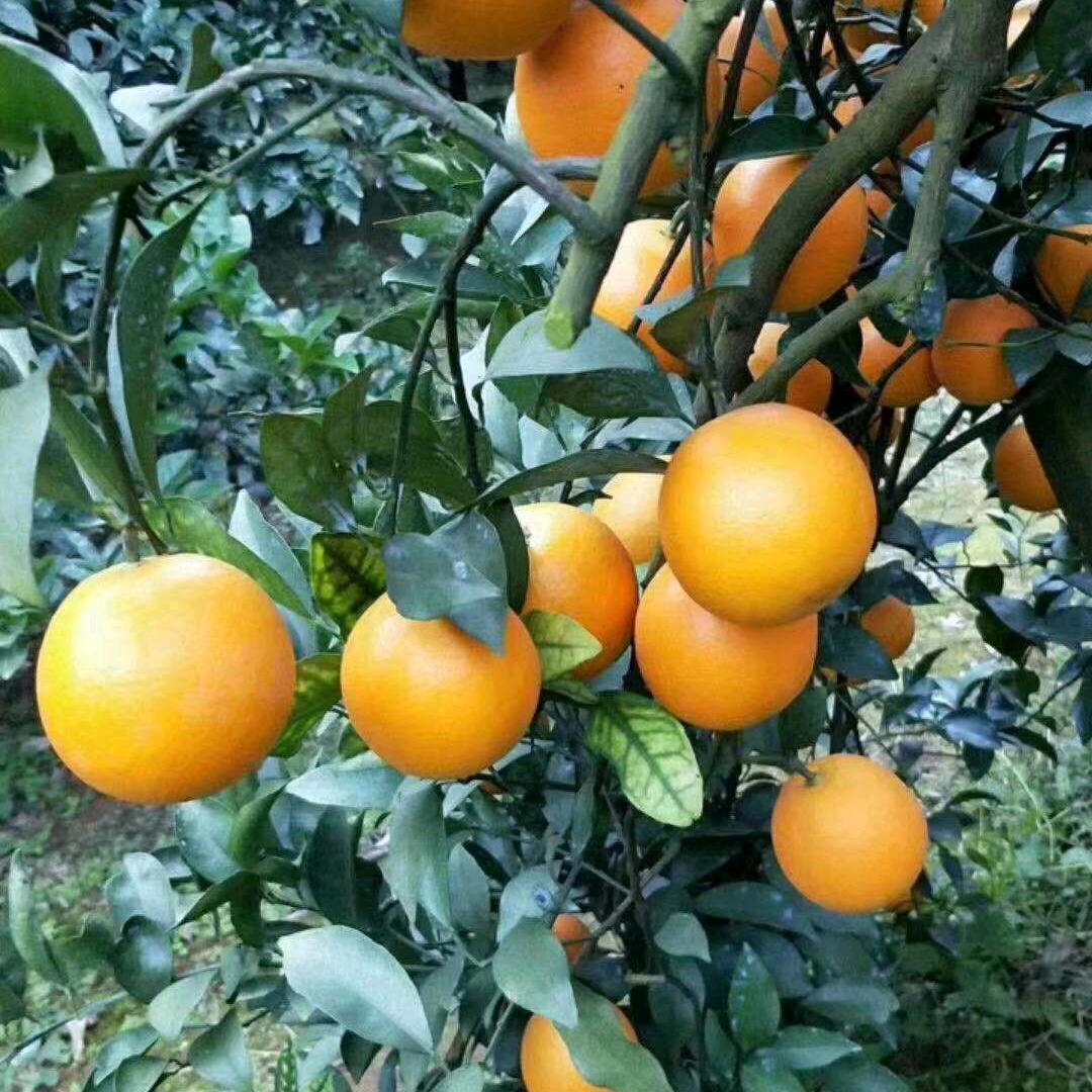 红江橙园烧烤营地官方号