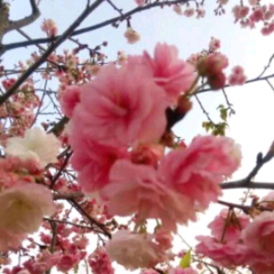 徐菊
