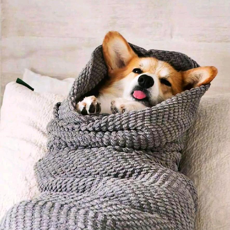 成都萌宝犬舍