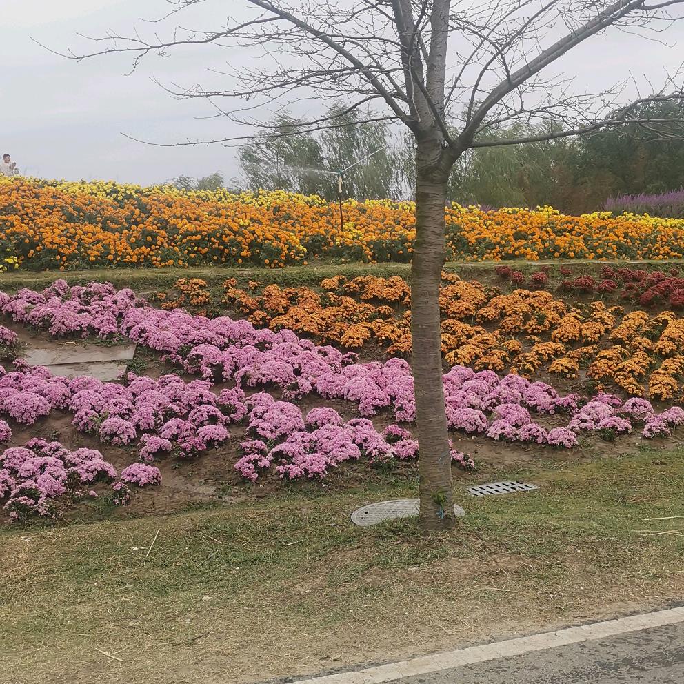 杨照