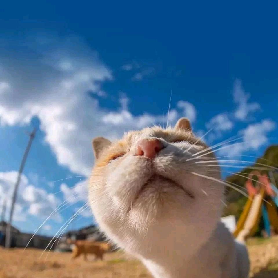 Sunrise🍀(必发财版