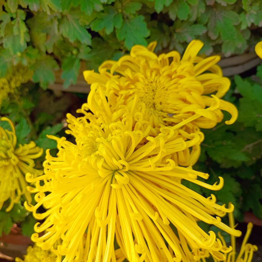 xcl好人一生平安