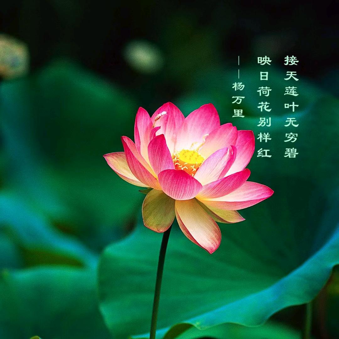 小付学英语