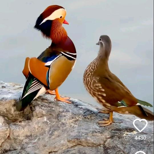 快乐小伙伴