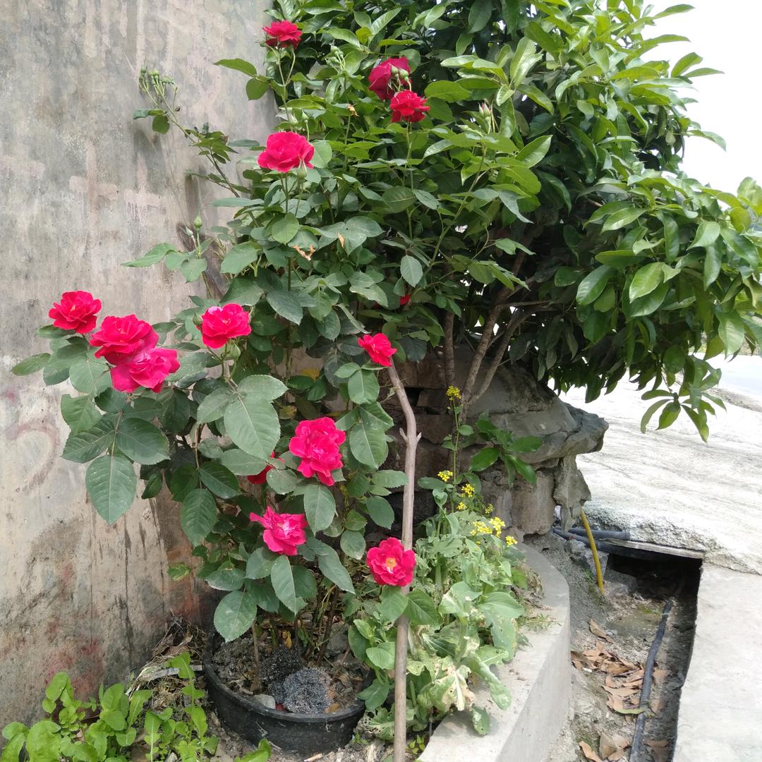 李三爷，卖家乡菜油