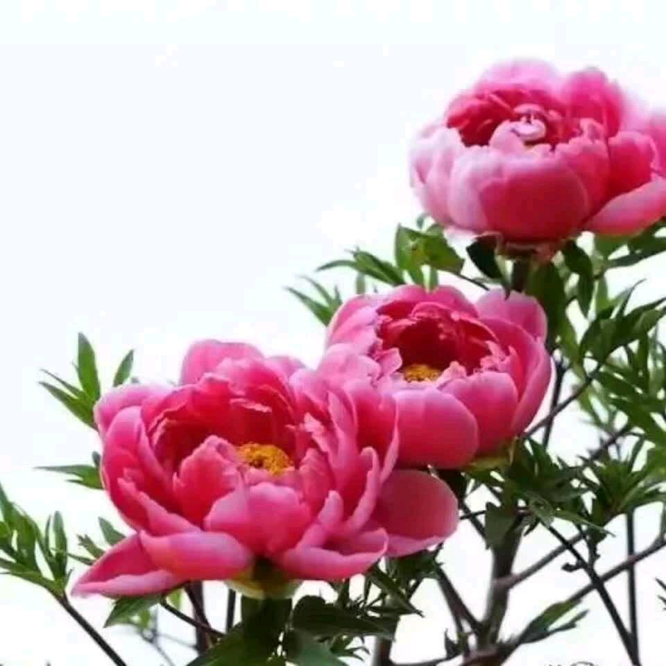 马到成功🌹🌹