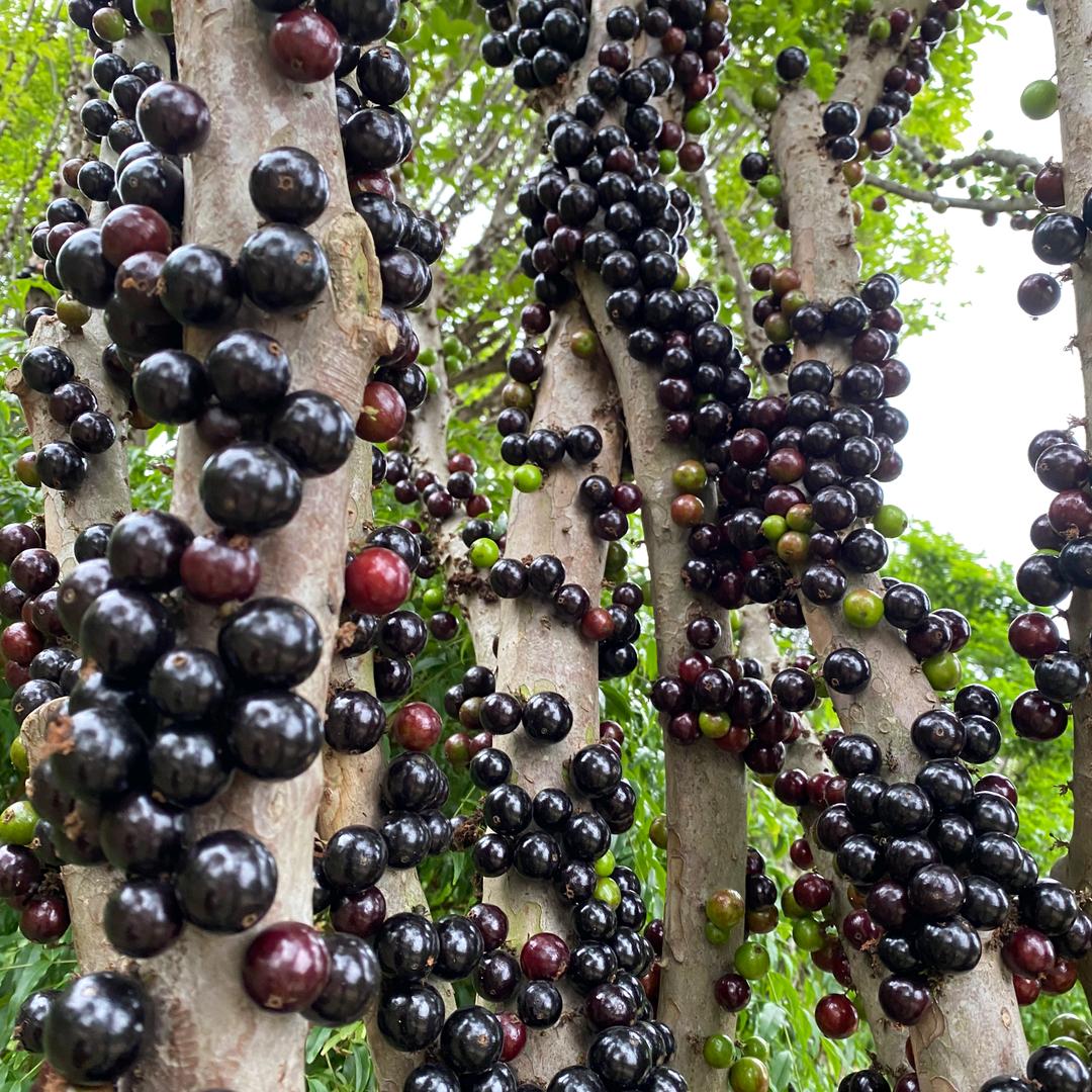 博罗县长宁镇嘉宝果花木场