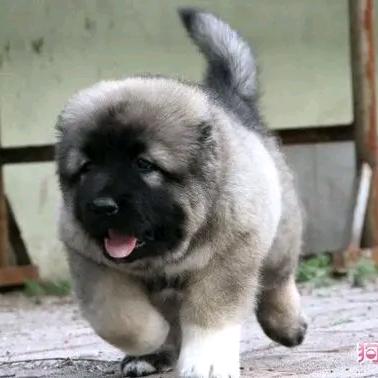 养犬张姐