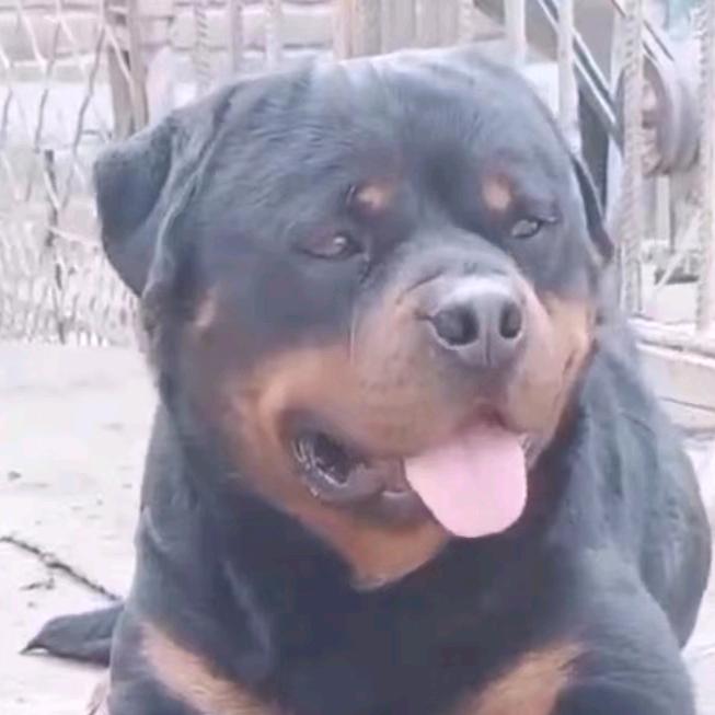 汇川罗威纳犬舍